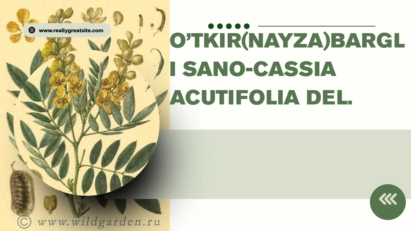 O’TKIR(NAYZA)BARGLI SANO-CASSIA ACUTIFOLIA DEL