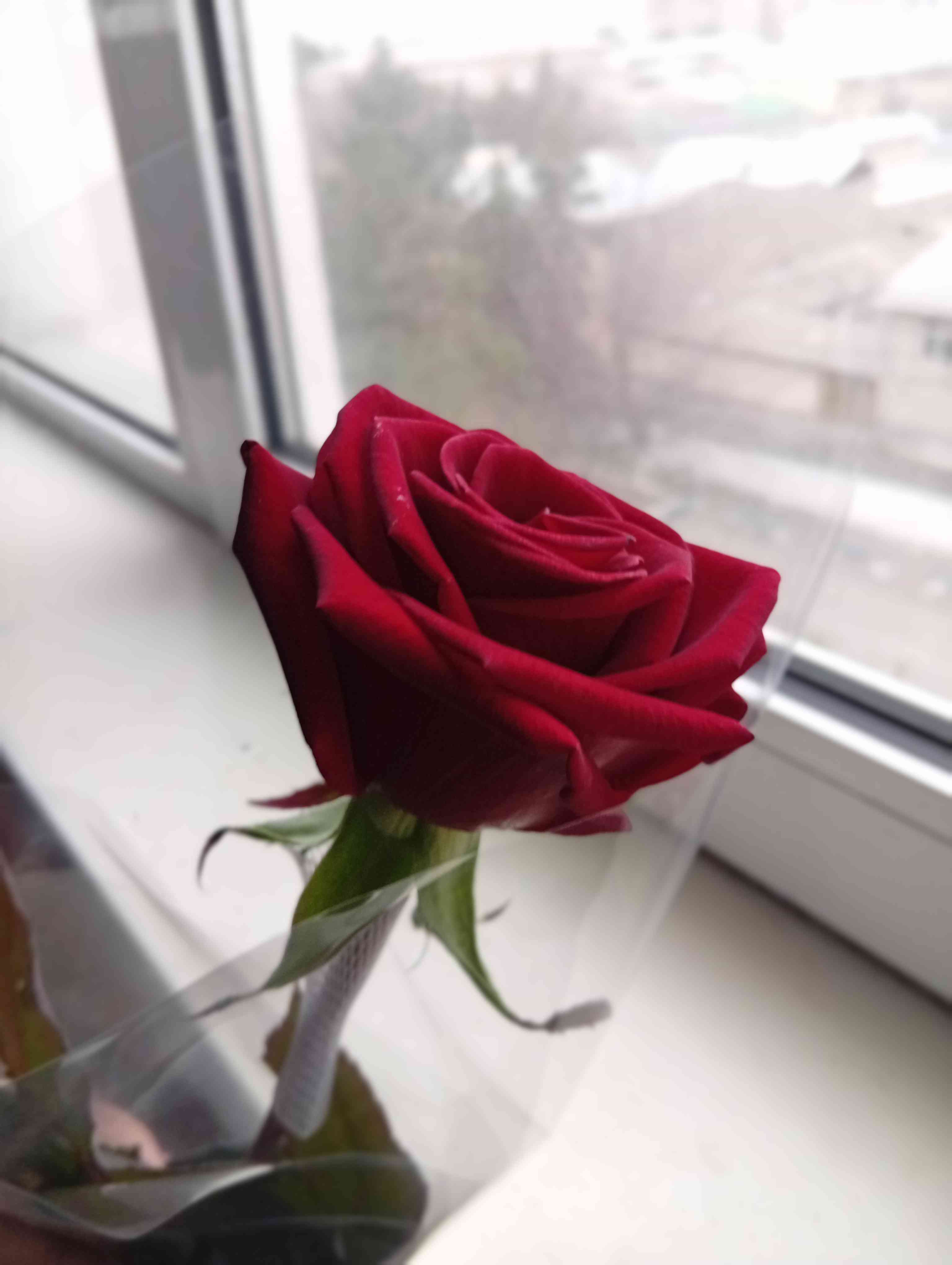 Nematullayeva Nematullayeva